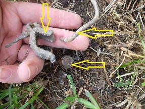 Ground rod, wire and clamp detached.